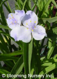 Tradescantia x andersoniana 'Iris Pritchard'